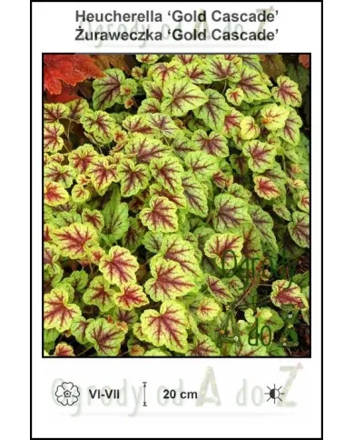 Heucherella-Gold-Cascade.jpg Heucherella-Gold-Cascade.jpg