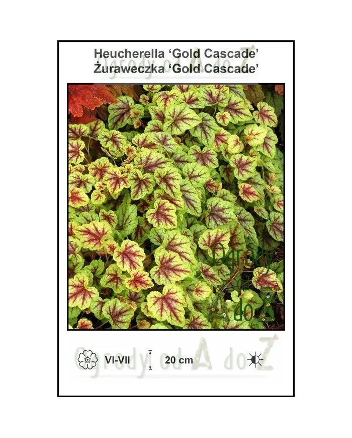 Heucherella-Gold-Cascade.jpg