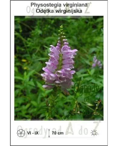 Physostegia-virginiana.jpg