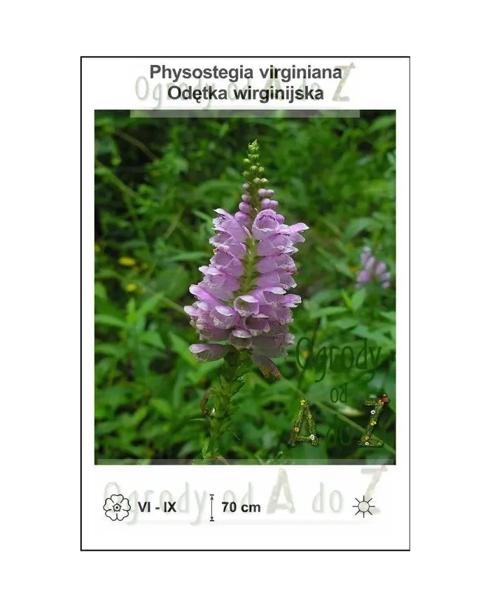 Physostegia-virginiana.jpg