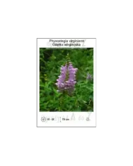 Physostegia-virginiana.jpg