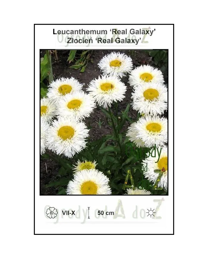 Leucanthemum-Real-Galaxy.jpg