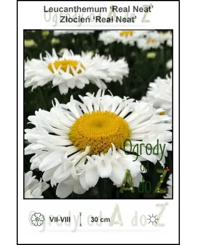 Leucanthemum-Real-Neat.jpg