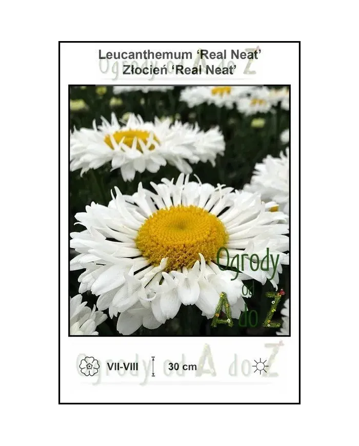 Leucanthemum-Real-Neat.jpg
