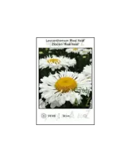 Leucanthemum-Real-Neat.jpg