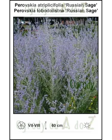 Perovskia-atriplicifolia-Russian-Sage.jpg