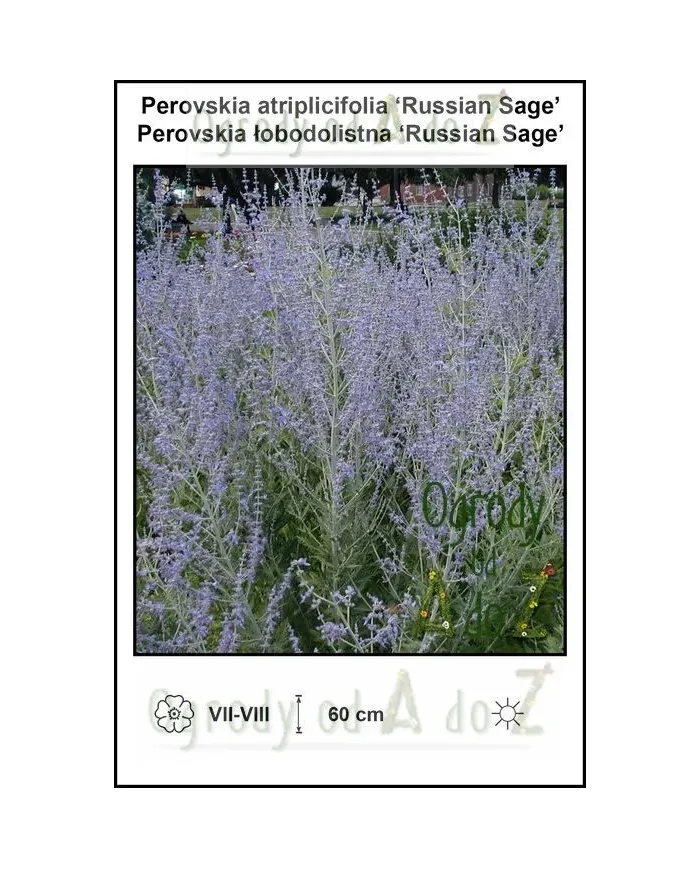 Perovskia-atriplicifolia-Russian-Sage.jpg
