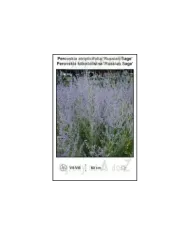 Perovskia-atriplicifolia-Russian-Sage.jpg