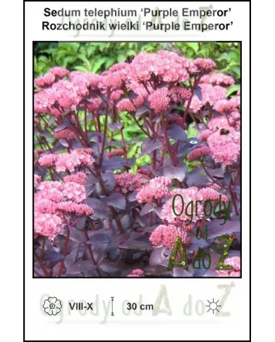 Sedum-telephium-Purple-Emperor.jpg Sedum-telephium-Purple-Emperor.jpg