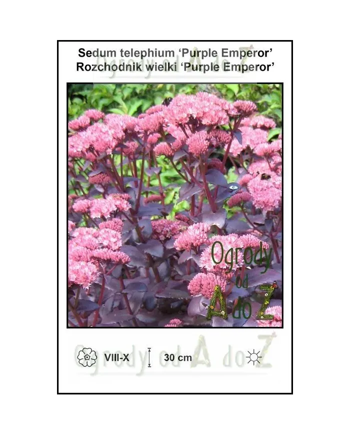 Sedum-telephium-Purple-Emperor.jpg
