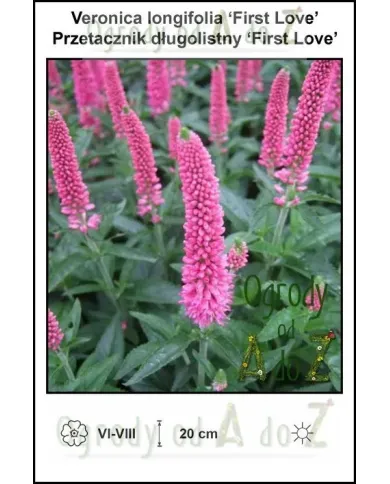 Veronica-longifolia-First-Love.jpg Veronica-longifolia-First-Love.jpg