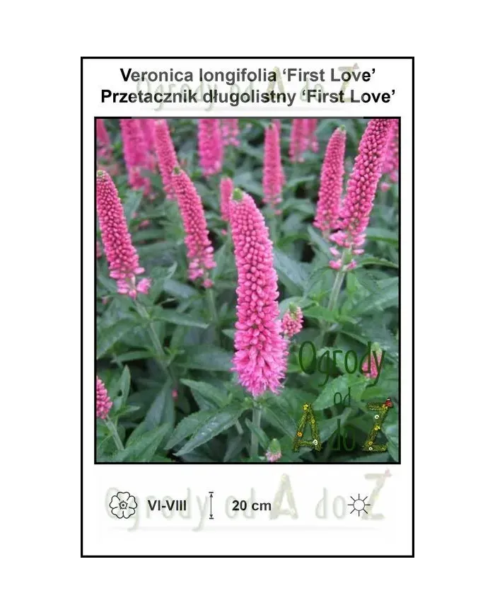 Veronica-longifolia-First-Love.jpg Veronica-longifolia-First-Love.jpg