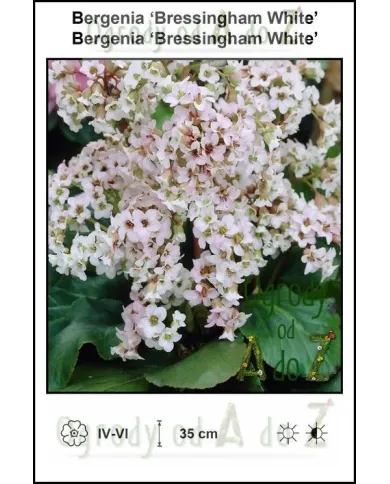 Bergenia-Bressingham-White.jpg