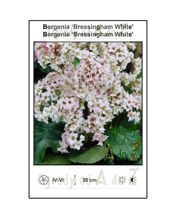Bergenia-Bressingham-White.jpg Bergenia-Bressingham-White.jpg