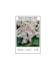 Bergenia-Bressingham-White.jpg Bergenia-Bressingham-White.jpg