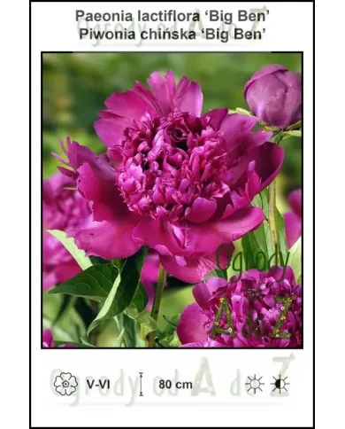 Paeonia-lactiflora-Big-Ben.jpg Paeonia-lactiflora-Big-Ben.jpg