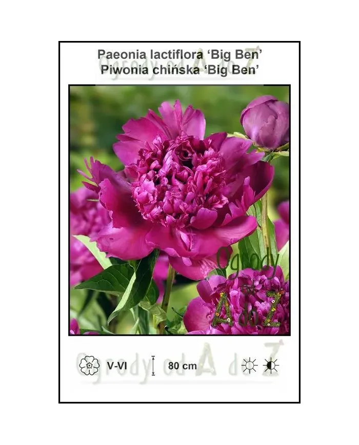 Paeonia-lactiflora-Big-Ben.jpg Paeonia-lactiflora-Big-Ben.jpg
