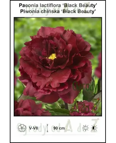 Paeonia-lactiflora-Black-Beauty.jpg Paeonia-lactiflora-Black-Beauty.jpg