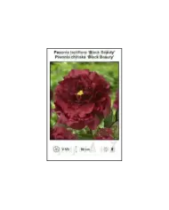 Paeonia-lactiflora-Black-Beauty.jpg Paeonia-lactiflora-Black-Beauty.jpg