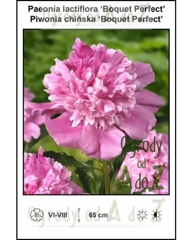 Paeonia-lactiflora-Boquet-Perfect.jpg Paeonia-lactiflora-Boquet-Perfect.jpg