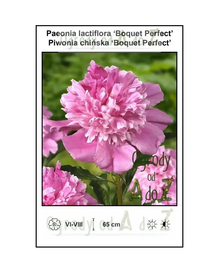 Paeonia-lactiflora-Boquet-Perfect.jpg Paeonia-lactiflora-Boquet-Perfect.jpg