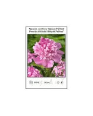 Paeonia-lactiflora-Boquet-Perfect.jpg