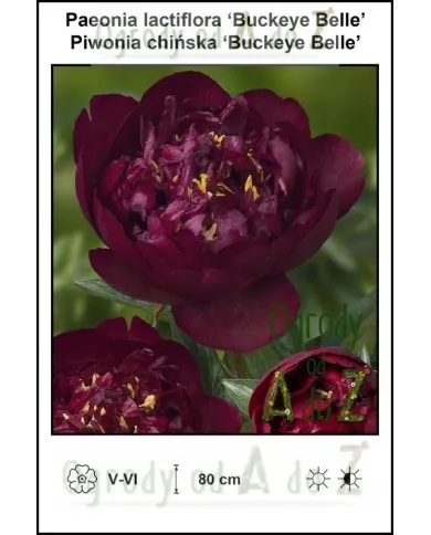 Paeonia-lactiflora-Buckeye-Belle.jpg Paeonia-lactiflora-Buckeye-Belle.jpg