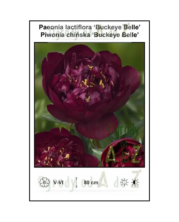 Paeonia-lactiflora-Buckeye-Belle.jpg Paeonia-lactiflora-Buckeye-Belle.jpg