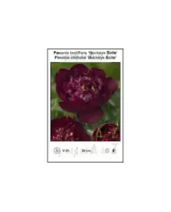 Paeonia-lactiflora-Buckeye-Belle.jpg Paeonia-lactiflora-Buckeye-Belle.jpg