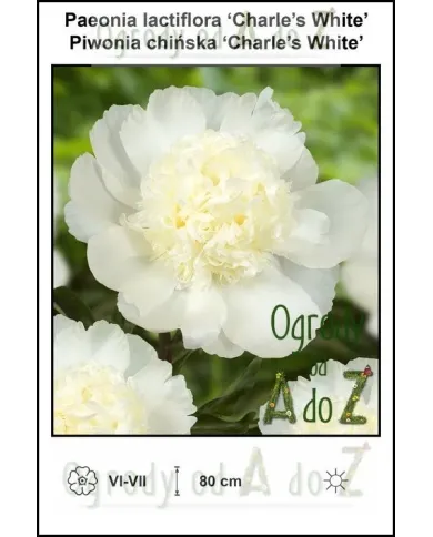 Paeonia-lactiflora-Charles-White.jpg Paeonia-lactiflora-Charles-White.jpg