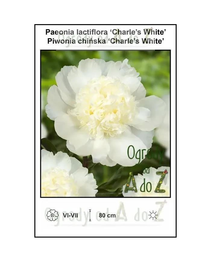 Paeonia-lactiflora-Charles-White.jpg Paeonia-lactiflora-Charles-White.jpg