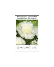 Paeonia-lactiflora-Charles-White.jpg