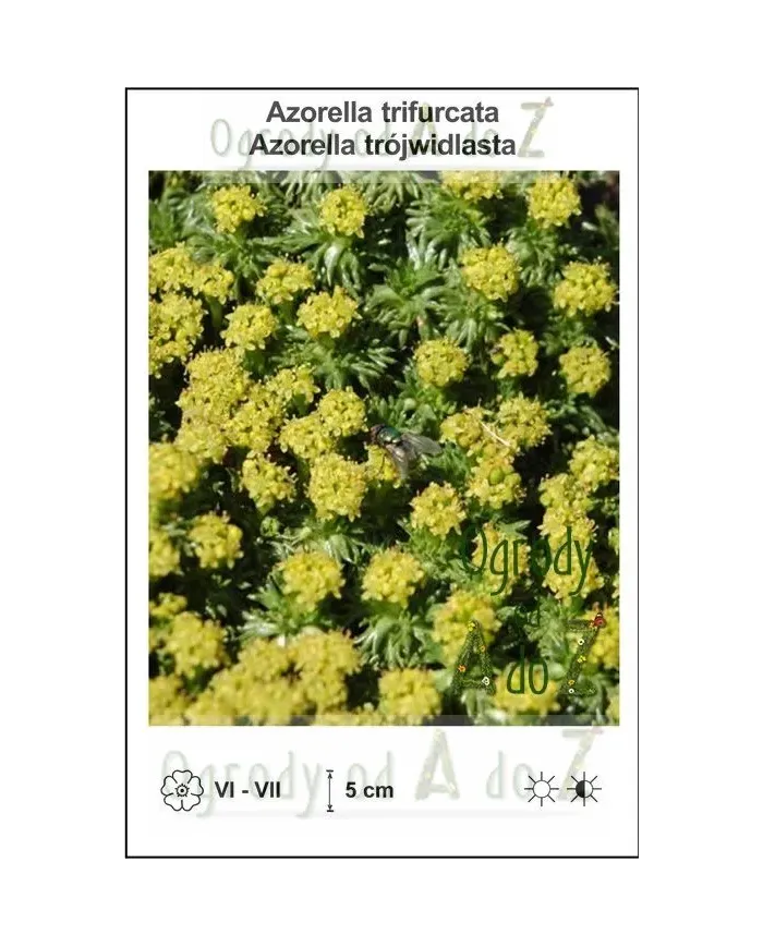 Azorella-trifurcata.jpg