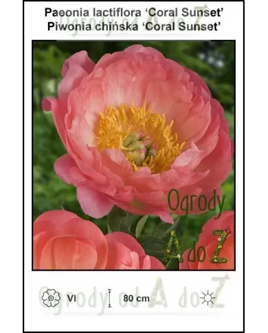 Paeonia-lactiflora-Coral-Sunset.jpg Paeonia-lactiflora-Coral-Sunset.jpg