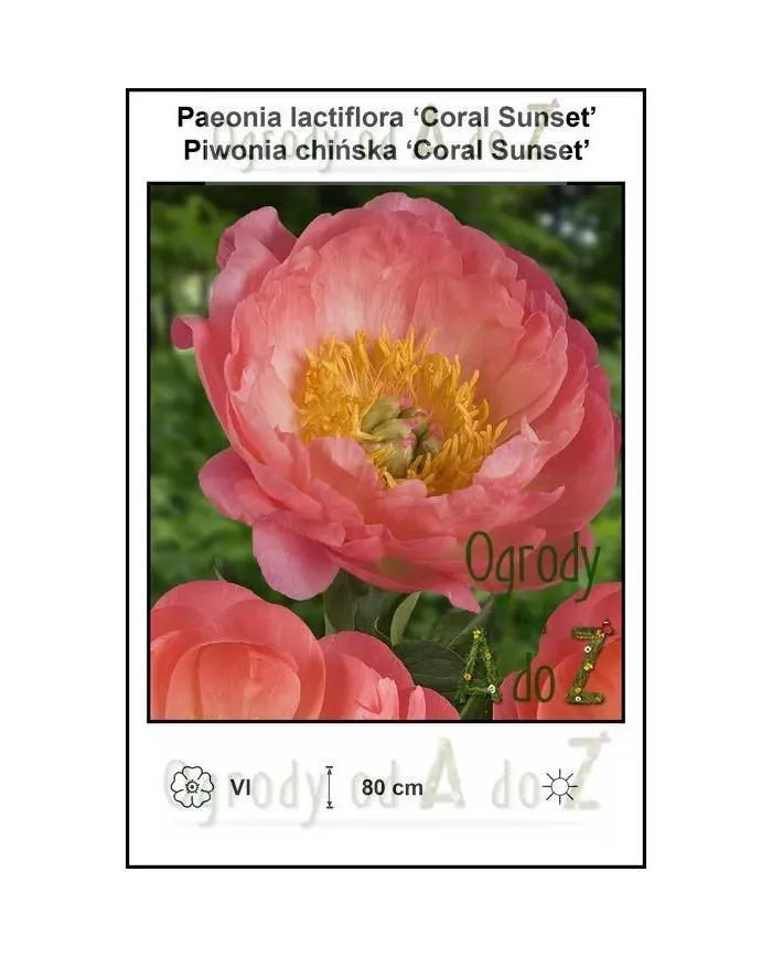 Paeonia-lactiflora-Coral-Sunset.jpg