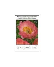 Paeonia-lactiflora-Coral-Sunset.jpg