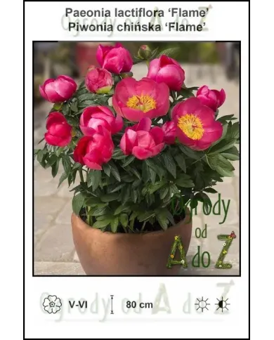 Paeonia-lactiflora-Flame.jpg Paeonia-lactiflora-Flame.jpg