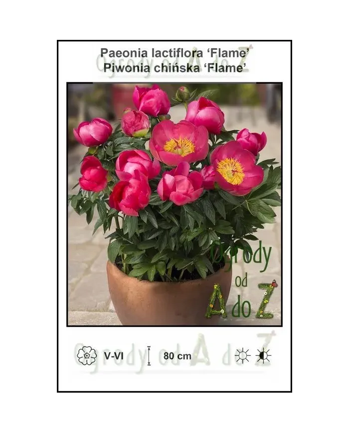 Paeonia-lactiflora-Flame.jpg Paeonia-lactiflora-Flame.jpg