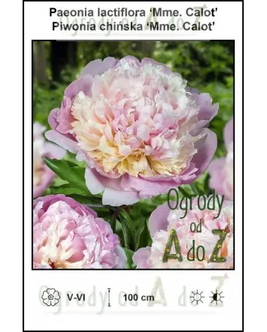 Paeonia-lactiflora-Mme-Calot.jpg Paeonia-lactiflora-Mme-Calot.jpg