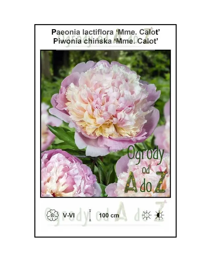Paeonia-lactiflora-Mme-Calot.jpg Paeonia-lactiflora-Mme-Calot.jpg