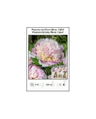 Paeonia-lactiflora-Mme-Calot.jpg Paeonia-lactiflora-Mme-Calot.jpg