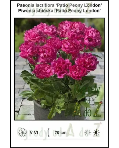 Paeonia-lactiflora-Patio-Peony-London.jpg Paeonia-lactiflora-Patio-Peony-London.jpg