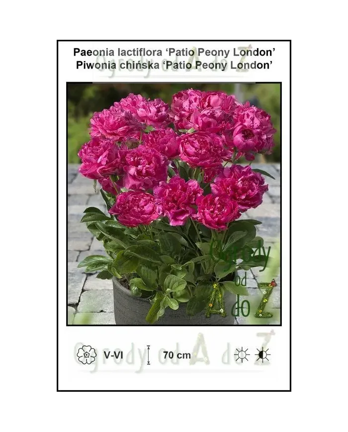 Paeonia-lactiflora-Patio-Peony-London.jpg Paeonia-lactiflora-Patio-Peony-London.jpg