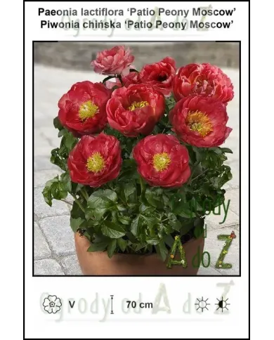 Paeonia-lactiflora-Patio-Peony-Moscow.jpg Paeonia-lactiflora-Patio-Peony-Moscow.jpg