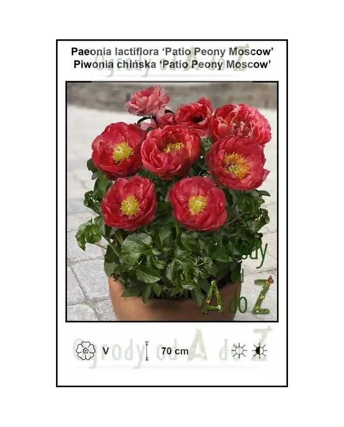 Paeonia-lactiflora-Patio-Peony-Moscow.jpg Paeonia-lactiflora-Patio-Peony-Moscow.jpg