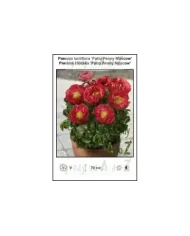 Paeonia-lactiflora-Patio-Peony-Moscow.jpg