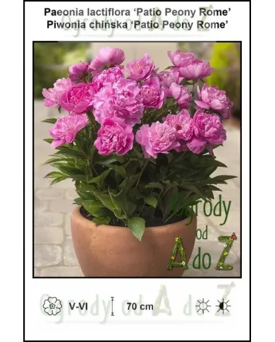 Paeonia-lactiflora-Patio-Peony-Rome.jpg Paeonia-lactiflora-Patio-Peony-Rome.jpg