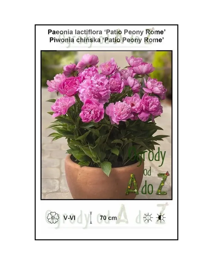 Paeonia-lactiflora-Patio-Peony-Rome.jpg Paeonia-lactiflora-Patio-Peony-Rome.jpg