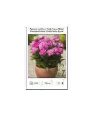 Paeonia-lactiflora-Patio-Peony-Rome.jpg Paeonia-lactiflora-Patio-Peony-Rome.jpg