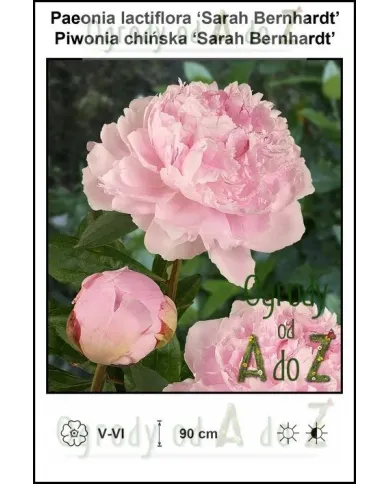 Paeonia-lactiflora-Sarah-Bernhardt.jpg Paeonia-lactiflora-Sarah-Bernhardt.jpg